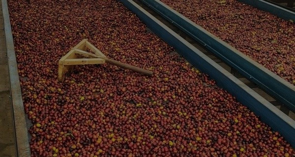 Speciality Coffee